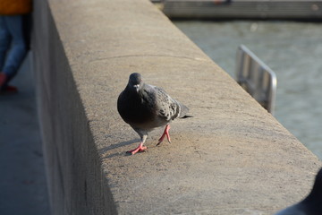 pigeon