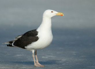 Great black-backed gull	