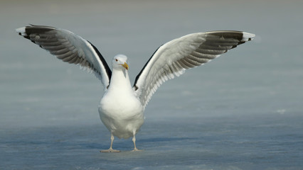 Great black-backed gull	