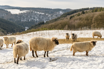 Schafe im Schnee