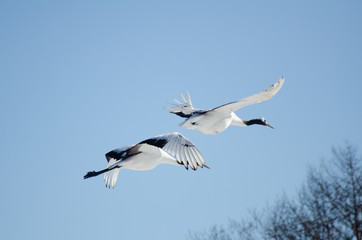 Red-crowned cranes flying in Tusuri village, Hokkaido, Japan