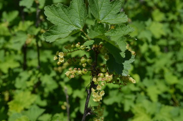 Flowers and young fruits of gooseberry bush in a garden in spring day