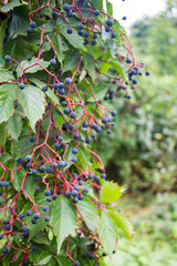 Ivy berries on a branch in summer