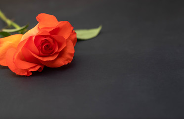 Red rose on black bacground