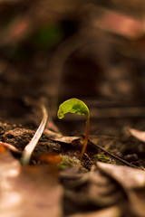 young plant in soil