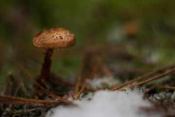 mushroom in the forest