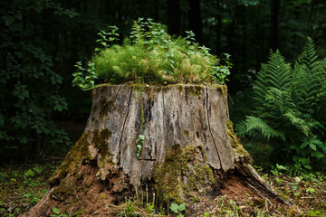 Beautiful wood stump covered by moss and grass.