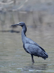 Black heron (Egretta ardesiaca)