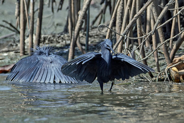 Black heron (Egretta ardesiaca)