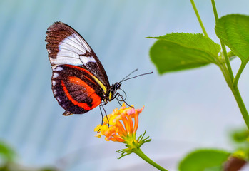 Closeup   beautiful butterfly sitting on flower.