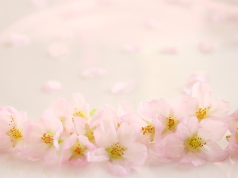 桜の花とコピースペース（春のイメージ）
