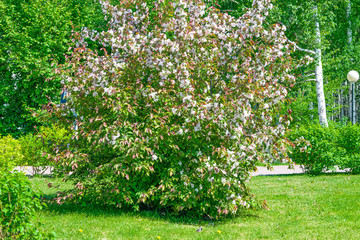 Fototapeta premium Flowering branches of Apple trees with green leaves, spring landscape