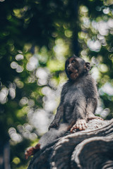 Obraz premium Surprised little monkey