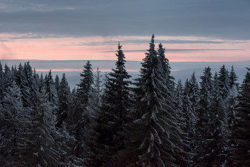 Beautiful view of a mountain forest at sunset in winter