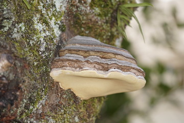 サルノコシカケ