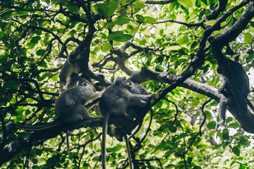 Monkeys in the jungle