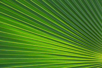 Obraz premium Palm leaf pattern for the background.
