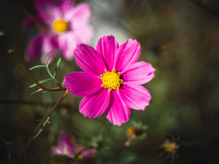 pink beautiful flower