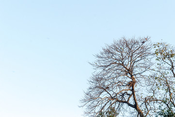 Bare dead trees branch against blue sky background.