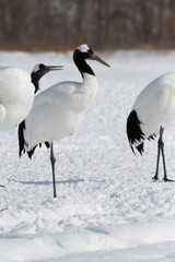 Obraz premium Red crowned crane, Kushiro city, Hokkaido, Japan