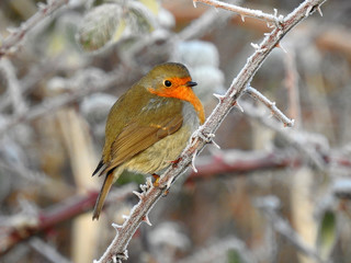 Rotkehlchen / Robin