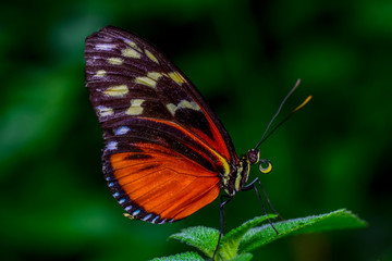 Fototapeta na wymiar Closeup beautiful butterfly sitting on flower.