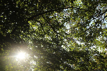 branches against sun
