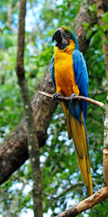 ara ararauna parrot