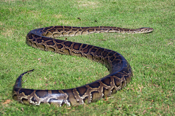 Naklejka premium Python lying in the sun on the grass.