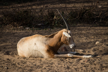 Resting