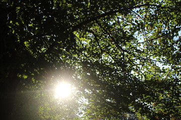 Fototapeta na wymiar branches against sun