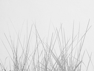 shadow tall grass on white wall