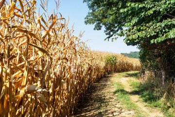 Corn field under the sun
