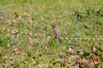 A wild bird "Bull-headed Shrike"