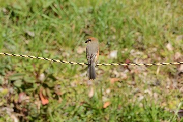 A wild bird 