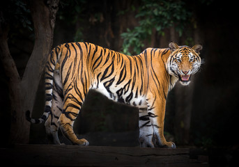 Indochina tiger is resting in the natural forest.