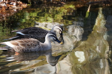 カルガモのペア