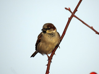 Haussperling / Sperling / House sparrow / Sparrow / Spatz