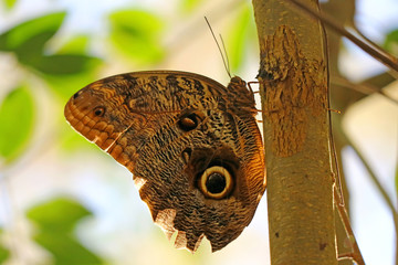 Obraz premium Closed up a large owl butterfly resting on the tree in Iguazu Falls National Park, Puerto Iguazu, Argentina