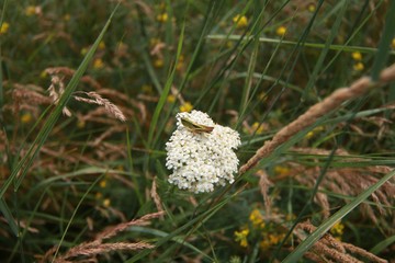 Summer green wildflowers and insects, white dandelion, strawberries, purple safflower, beautiful botany, hot landscape