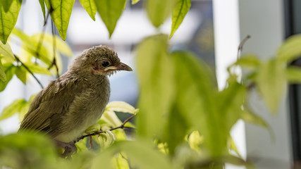 Little bird on the tree