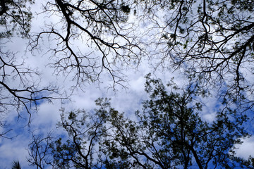Silhouette tree with blue sky