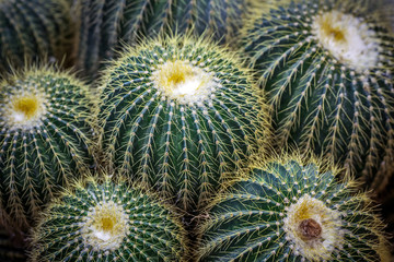 Obraz premium Cactus desert plants in pots.