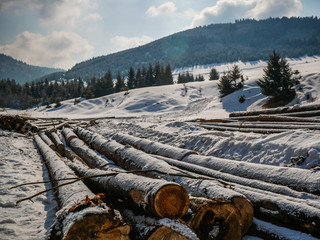 Pine logs near pine forest, conceptual image of deforestation in Transylvania, Romania  at wintertime.