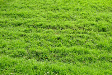 grass lawn