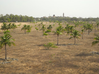 Coconut trees in the park, India, Tamil nadu, Mahabalipuram