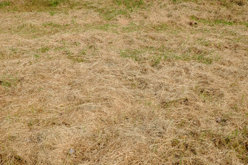 green grass and dry grass