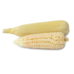 Boiled waxy corn isolated on a white background.