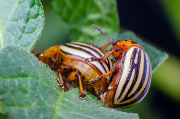 Colorado potato beetles mating on the leaves of green potatoes