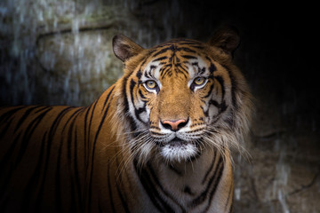 The face of Indochina tiger.
